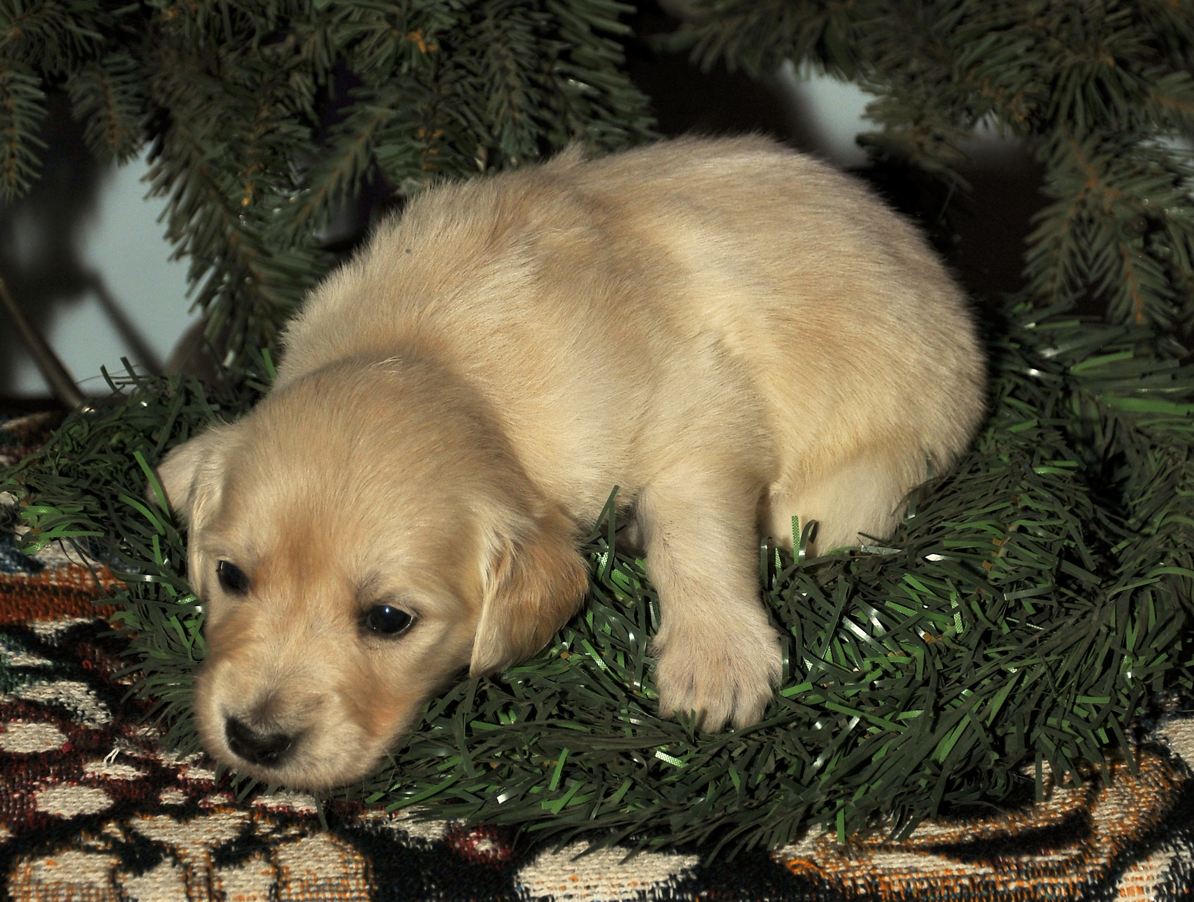 Third photo of Luna, a cute Golden Retriever puppy.